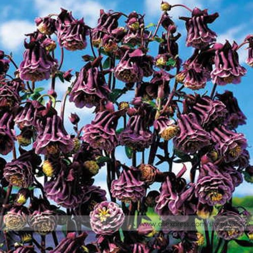 Rare Double Pleat Blackberry Columbine Seeds, Professional Pack, 20 Seeds / Pack, Deep Violet Blooms Edged in White #NF731