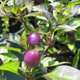 100% Genuine Pretty Purple Ornamental Chilli Pepper, 15 seeds, hot pepper capsicum seed TS240T