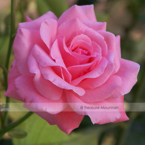 1 Professional Pack, 50 seeds / pack, Yunnan Pink Rose Garden Flower Beautiful #NF423