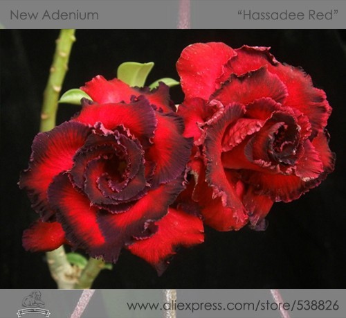 1 Professional Pack, 2 seeds / pack, Rosy Adenium Obesum Hassadee Red Desert Rose Flowers Seeds #NF302