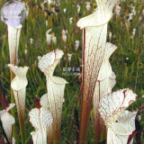 BELLFARM White Nepenthes Seeds, 5 seeds, professional pack, heirloom pitcher plant