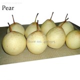 Pear Chinese White Sand Pear, 5 Seeds, juicy fleshy sweet and delicious green fruits E3652