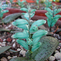 BELLFARM only 1 piece Lachenalia Virdiflora Seeds, 100% real Green Cape Cowslip seed BD017H