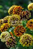 BELLFARM Zinnia Haageana Jazzy Mixed Flower Seeds, 100 seeds, professional pack, stunning bi-coloured blooms home garden