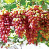 Mixed Grape Vitis Vinifera Vine Delicious Fresh Fruit, 15 seeds, organic grape fruits E3773