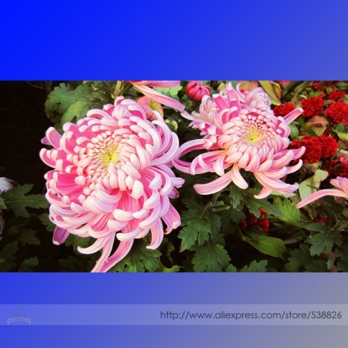 Pink Chrysanthemum Seeds, Professional Pack, 50 Seeds / Pack, Perennial Bonsai Flowers #NF965