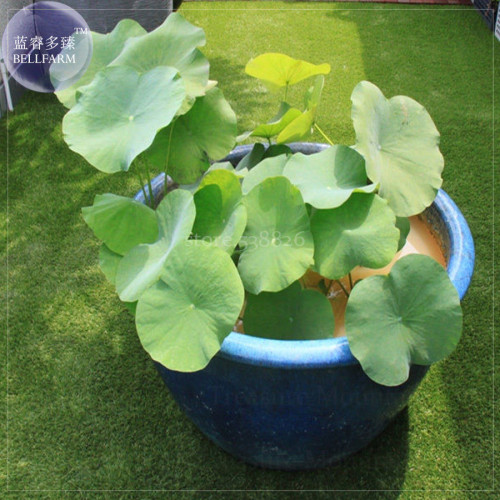'Bai Rou Bear' Light Golden Big Blooms Double Lotus with Green Centre Flower Seeds, 1 Seed, professional pack TS366T