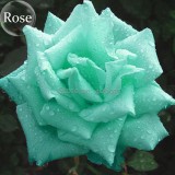 Rare Bright Green Rose Flowers, 50 Seeds, fragrant attractive butterfly light up your garden E3677