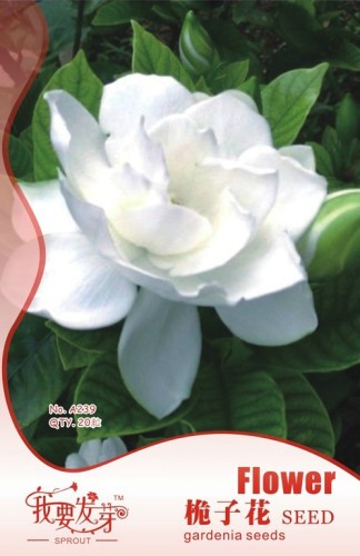 1 Original Pack, 20 seeds /pack, GARDENIA / CAPE JASMINE Jasminiodes White Shrub Flower Seeds #NF017