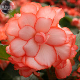 BELLFARM Begonia Semper Bonsai Flower Seeds, 30 Seeds, Professional Pack, perennial handy flowers E4182
