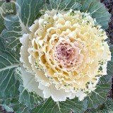 Brassica Oleracea Heirloom Mixed Ornamental Kale, 30 Seeds, Flowering Cabbage Non-Gmo White Red Purple Colors TS249T