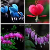 Lamprocapnos spectabilis Mixed Bleeding Heart Perennial Herbs Flower, 5 seeds, Exotic Blooms Ornament Plant TS244T