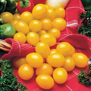 Ildi Tomato Seeds, Professional Pack, 100 Seeds / Pack, Fabulous Sweet-tart Bite Golden Yellow Cherry Tomato #NF827
