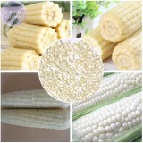 BELLFARM Corn (Super Sweet Juicy, Yellow Sweet Glutinous, white sweet glutinous, Jingke white ) Seeds, 18 Seeds, edible BD069H