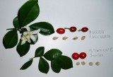 1 Professional Pack, 200 Seeds / Pack, Rare Orange Jasmine Mock Orange Murraya Paniculata Bonsai Seeds #NF198
