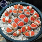 BELLFARM Lithops Julii 'Kosogyoku' Seeds, 10 Seeds, lovely bonsai living stones E4278