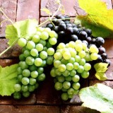 Mixed 6 Varieties of Grape Seeds, 15 seeds, Vinifera Delicious Fresh Fruit TS248T