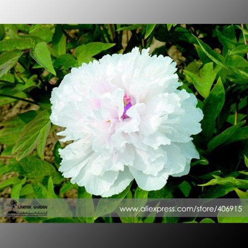 Rare 'Swan velvet' White Peony w/ Purple Heart Flower Seeds, Professional Pack, 5 Seeds / Pack, Light Fragrant E3364