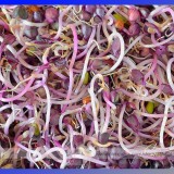 Heirloom Sango Purple Radish Sprouting Vegetable Seeds, Professional Pack, 150 Seeds / Pack, The Best Microgreen Indoor #NF761