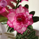 BELLFARM Adenium Whitish Light Pink Flowers with rose red edge seeds, 2 seeds, 10-layer compact desert rose flowers E4291