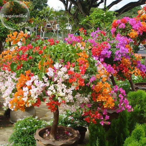 New Mix-color Bougainvillea Santa Rita Bonsai Flowers, 50 Seeds, buganvilla bugambilia attractive butterfly light up your garden
