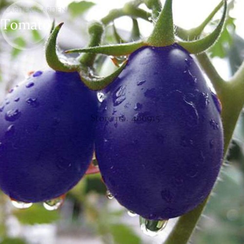 Mixed Pear-shaped and Round Purple Cherry Tomato, 100 seeds, edible organic balcony fruit pot bonsai Non-GMO Plant E3771