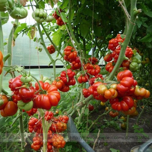 Unusual Rare Heirloom Reisetomate Tomato Lycopersicon lycopersicum Seeds, Professional Pack, 100 Seeds / Pack #NF961