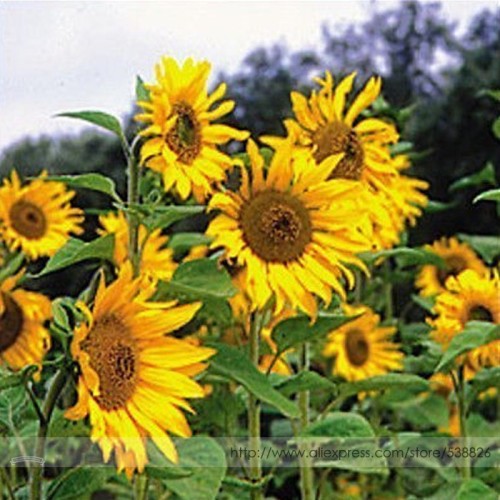 Tarahumara Sunflower Seeds, Professional Pack, 15 Seeds / Pack, 8-10 Inches Flowers Plant Grow 6-9 Feet Tall #NF997