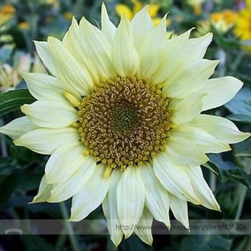 Moonshadow White Ornamental Sunflower Seed, Professional Pack, 15 Seeds / Pack, Stunning These Are As Close to White As They Get