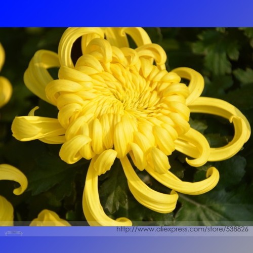 Yellow Chrysanthemum Perennial Bonsai Flower Seeds, Professional Pack, 50 Seeds / Pack #NF970