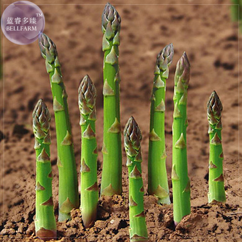 BELLFARM Green Asparagus Seeds, 20 Seeds, Professional Pack, Spring Vegetables asperge sparrowgrass #NF015