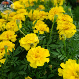 BELLFARM Yellow French Marigold Seeds, 50 seeds, original pack, maidenhair tagetes patula compact flowers