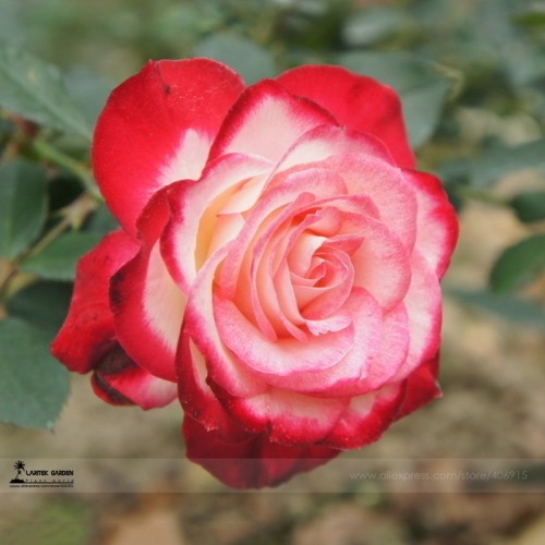 Red Yellow Rose Shrub Seeds, Professional Pack, 50 Seeds / Pack, Strong Fragrant Garden Rose Flowers #LG00019