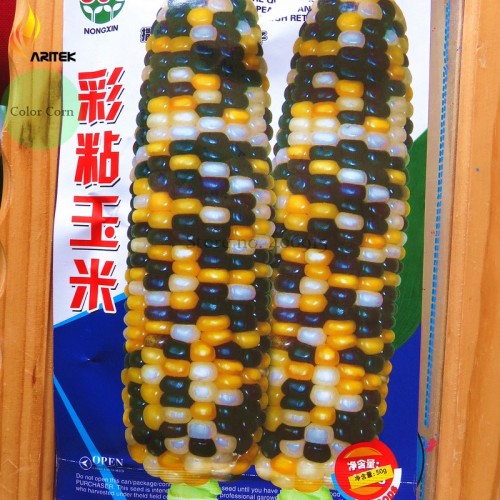 Heirloom Big Haierbin Colorful Sticky Corn Organic Seeds 10Seeds +, 100% True  Edible Variety
