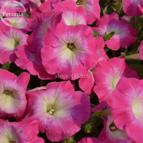 Imported Radiance Pink Morn Petunia Bonsai Seeds, 100 Seeds, cultivated by ourselves from imported seeds TS221T