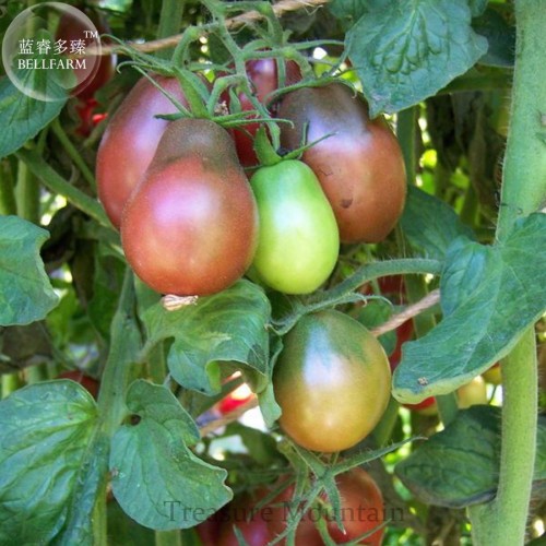 Heirloom Evan's Purple Pear Tomato Seeds, professional pack, 100 Seeds TS291T