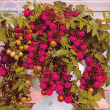 BELLFARM Tomato Family Seeds Over 20 Varities of Fruit for Your Choose, 200 seeds, professional pack, organic vegetables