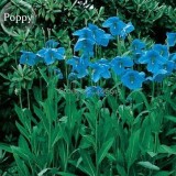 Rare Blue Corn Iceland Poppy Annual Flowers, 100 seeds, light your garden E3594