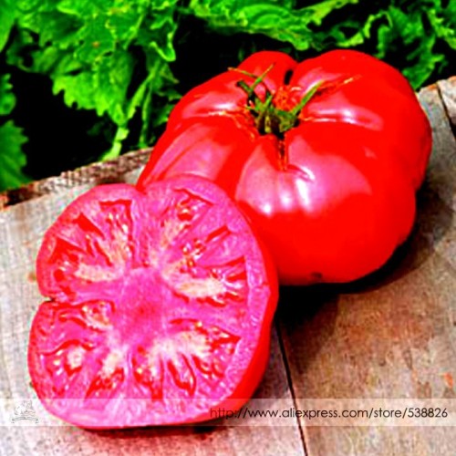 Russia Pink Giant Tomato Seeds, Professional Pack, 100 Seeds / Pack, Delicious Succulent Juicy Ultra-sweet Fruit #TS009