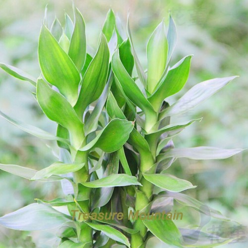 1 Professional Pack, 200 Seeds / Pack, Rare Bambusa Multiplex Seeds, Heirloom Best Indoor Bamboo New Hedge Bamboo