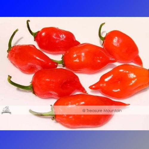 100 Seeds / Variety, Hot Habanero Pepper Red Orange Carnatio Yellow Chocolate White Capsicum Chinense Seeds #NF350