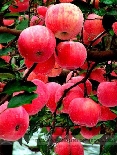 100% True Red Fuji Apple Fruit Seeds, Professional Pack, 10 Seeds / Pack, Tasty Sweet Big-sized Fruit #NF934