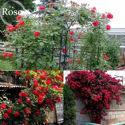 Heirloom Fresh Red Climbing Rose flowers, 50 Seeds, fragrant charming garden rose light up your garden E3618
