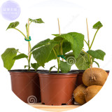 BELLFARM Bonsai Kiwi Fruit Seeds, 100 Seeds, Easy to grow sweet juicy fruit plant E4169