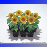 Sunny Smile F1 Sunflower Seeds, Professional Pack, 15 Seeds / Pack, Beautiful Miniature Sunflower 6 Inches Tall #NF994