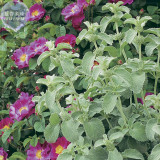 BELLFARM Imported Horehound Seeds, Professional Pack, 20 Seeds, widely used to flavor juices E4224
