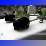1 Professional Pack, 50 seeds / pack, Turkey Black Rose Shrub Plant Flower Seed #NF390