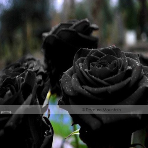 1 Professional Pack, 50 seeds / pack, Turkey Black Rose Shrub Plant Flower Seed #NF390