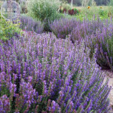 BELLFARM Imported Hyssop - Plant Hyssop Seeds, Professional Pack, 20 Seeds, creates a strong, aromatic honey E4225