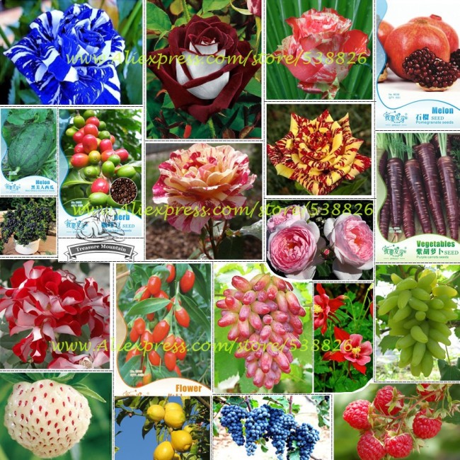 Hot Sales!!! Big Discount!!! 20 Kinds of Seeds, including Rose, Fruits, Goji, Coffee, Pineberry, Grape, Water Melon, Vegetables